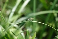 Platycnemis pennipes