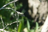 Libellula fulva