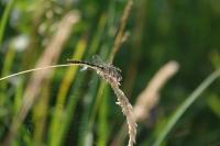 Onychogomphus forcipatus