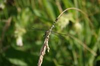Onychogomphus forcipatus