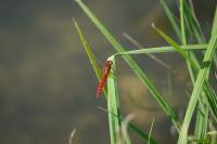 Crocothemis erythraea