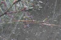 Anax imperator