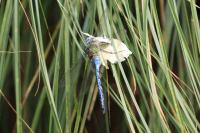 Anax imperator