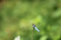 Orthetrum brunneum