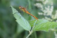 Sympetrum sanguineum