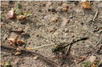 Onychogomphus forcipatus