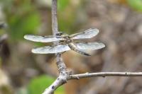 Libellula quadrimaculata