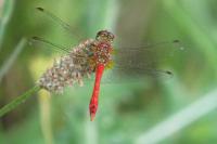 Sympetrum sanguineum