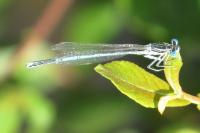 Platycnemis pennipes