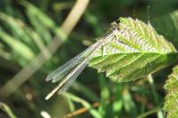 Platycnemis pennipes