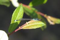 Ischnura elegans