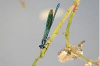 Calopteryx splendens