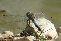 Orthetrum cancellatum