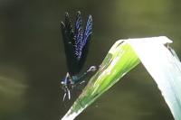 Calopteryx virgo