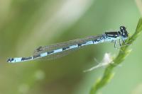 Coenagrion mercuriale