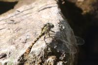Onychogomphus forcipatus