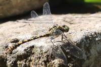 Onychogomphus forcipatus