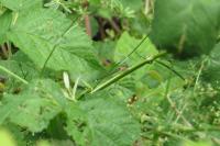 Ischnura elegans