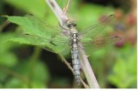 Orthetrum cancellatum