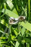 Libellula depressa