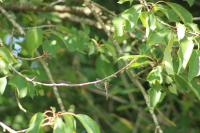 Somatochlora flavomaculata