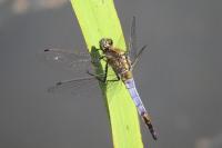 Orthetrum cancellatum