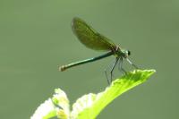 Calopteryx splendens