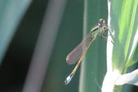 Ischnura elegans