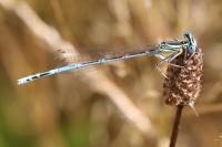 Platycnemis pennipes