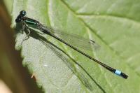 Ischnura elegans