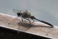 Orthetrum cancellatum