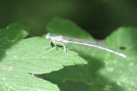 Platycnemis pennipes
