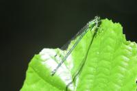 Enallagma cyathigerum