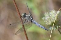 Orthetrum cancellatum
