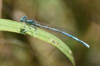 Platycnemis pennipes