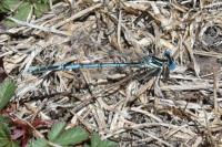 Platycnemis pennipes