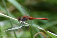 Sympetrum sanguineum