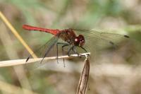 Sympetrum sanguineum