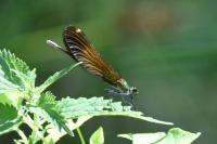 Calopteryx virgo