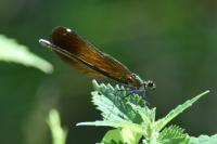 Calopteryx virgo