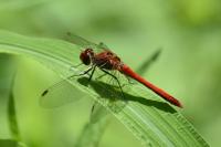 Sympetrum sanguineum