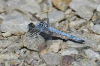 Orthetrum brunneum