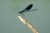 Calopteryx splendens