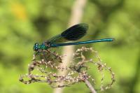 Calopteryx splendens