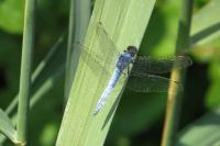 Orthetrum brunneum