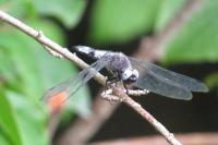 Libellula fulva