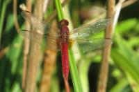 Crocothemis erythraea