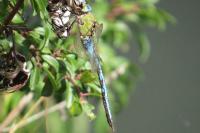 Anax imperator