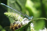 Platycnemis pennipes