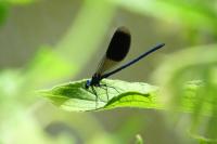 Calopteryx splendens